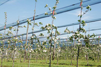 <p>Neue Apfelsorten sollen sich in Zukunft besser gegen den Feuerbrand-Erreger wehren können. Weltweit arbeiten verschiedene Teams an der Entwicklung…</p>