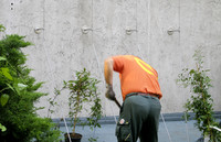 <p>Für eine bewachsene und sanierungsbedürftige Fassade musste ein Konzept für eine neue Begrünung erarbeitet werden – im Spannungsfeld von Ökologie,…</p>