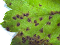 <p>Der Blattpilz Diplocarpon mespili befällt eine Vielzahl von Pflanzen­arten und führt zu nekrotischen Flecken auf Blättern, Früchten und Zweigen. Je…</p>