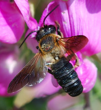 <p>Die Asiatische Mörtelbiene breitet sich derzeit rasant aus. Noch ist unklar, wie sich ihre Anwesenheit auf die Biodiversität auswirkt. Forschende der…</p>