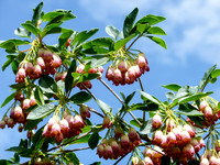 <p>Das ist ein herrlicher Strauch für das Moorbeet, obwohl der Begriff Moorbeet falsch ist. Ein Moor ist sehr nass. Diese Bedingungen ertragen…</p>