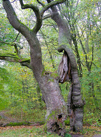 <p>Bäume mit Höhlen, Stammverletzungen, Totholz in den Baumkronen, Wucherungen oder einem Bewuchs mit Efeu bieten Lebensraum für eine Vielzahl…</p>