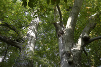 <p>An der ersten Schweizer Baumfachtagung «Baumstark in urbanen Lebensräumen» in Winterthur diskutierten Fachleute neue Standards für Baumkontrolle und…</p>