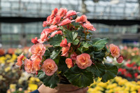 <p>Anlässlich der diesjährigen Sommertagung Zierpflanzen wurde in Heidelberg Schönes, Duftendes und Bienenfreundliches aus dem Versuchswesen der Lehr-…</p>