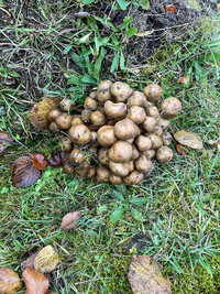 <p>Sie sind mit einem reichhaltigen Cocktail holzabbauender Enzyme ausgestattet, können bis zu 1900 Jahre alt werden und sind auch unter dem Namen…</p>