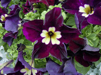 <p>Neuheiten an Petunien, wo immer man hinschaut – diesen Eindruck vermittelten die Flower Trials 2013. Sind die Petunien wohl doch die neuen…</p>