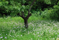 Wildblumenwiesen – artenreich und vielschichtig <p>Wildblumenwiesen sind für naturnah gestaltete Gärten und öffentliche Grünflächen ein ästhetisches Element mit biologischer Vielfalt. Ihre Bedeutung…</p>