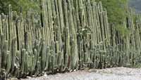 <p>&nbsp;</p>
<p>Der Zaunkaktus P<em>achycereus marginatus&nbsp;</em>wurde von den Kakteengesellschaften der drei deutschsprachigen Länder Deutschland, Österreich und <a href="https://kakteen.org/cms/index.php/de/" target="_blank">Schweiz </a>zum…</p>