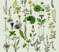 <p>Sieben bis neun Prozent aller in Europa vorkommenden Gefässpflanzenarten sind in ihrem weltweiten Fortbestand gefährdet.&nbsp;Das ist das Ergebnis einer…</p>