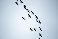 <p>Zugvögel reagieren flexibel auf die unterschiedlichen Herausforderungen ihrer langen Reisen. Eine Studie der Schweizerischen Vogelwarte zeigt: Über…</p>