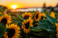 <p>Seit Kurzem kooperieren die drei Gartennetzwerke von Baden-Württemberg. Als erster gemeinsamer Anlass wird der «Goldene Gartenherbst» geplant.</p>