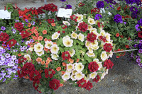 <p>Gemischt bepflanzte Balkonkästen und Gefässe haben an Beliebtheit gewonnen. Die Konsumentinnen nehmen die Bepflanzungskonzepte dankbar an, die Züchter…</p>