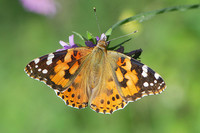 <p>Anlässlich des Tags der Biodiversität vom 22. Mai 2014 plädiert das Bundesamt für Umwelt für mehr grüne Wildnis statt grüner Wüsten im Land. Mit…</p>