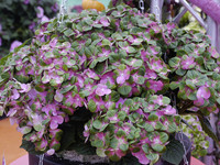 <p>Ende August fand im niederländischen Boskoop zum 31. Mal die Pflanzenfachmesse Plantarium statt. Allgemein kamen in diesem Jahr mehr Pflanzenanbieter…</p>