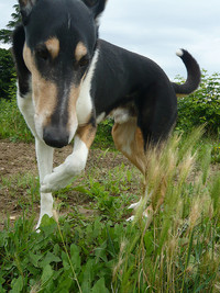 <p>Sie steht oft unscheinbar am Wegesrand und wird leicht übersehen: Hordeum murinum, die Mäuse-Gerste. Erst wenn sich ihre spitzen Grannen, speziell bei…</p>
