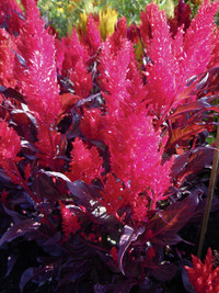 <p>Der Sommer 2013 liegt hinter uns, Zeit, Bilanz zu ziehen bezüglich der vergangenen Saison, und Zeit auch, die Planung des Sommerfloranbaus 2014…</p>