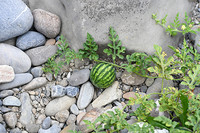 <p>Während die Hitze und Dürre in diesem Sommer ganze Landstriche verbrennen liessen, Seen und Flüsse Tiefststände erreichten und auf den Weiden das…</p>