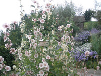 <p>Nicht nur in Bauerngärten gehören Stockrosen zu den prächtigsten Blütenstauden mit ihrem hohen, aufrechten Wuchs und der langen Blütezeit bis in den…</p>