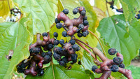 <p>Was eine Quaffbirne (Hovenia dulcis) ist, wissen die wenigsten auf Anhieb. In der deutschen Sprache wird Hovenia überwiegend als Rosinenbaum…</p>