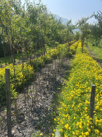 <p>Das im Oktober 2024 offiziell gegründete Swiss Plant Breeding Center (SPBC) bildet eine Schlüsselstelle zwischen Forschung und Pflanzenzüchtung. Es…</p>