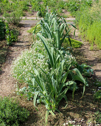 <p>Elefantenknoblauch, Schnittknoblauch und Knoblauchhederich bieten Geschmack vom Feinsten. Das Aroma des Knoblauchs ist in seinen Grundzügen vorhanden,…</p>