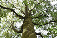<p>«Nomen est Omen», könnte man meinen, doch beim Götterbaum steht ein verheissungsvoller Name stark im Kontrast zu einer umstrittenen Natur. Ailanthus…</p>