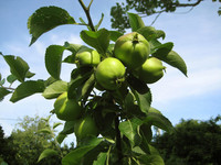 <p>Vor sechs Jahren wurde im Ben Nobleman Park in ­Toronto der erste öffentliche Obstbaumgarten bepflanzt. Der ursprünglichen Kritik ist Begeisterung…</p>
