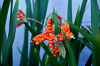 <p>Iris foetidissima hat viel zu bieten, wenn auch nicht ganz alles, was eine gute Gartenpflanze ausmacht. </p>