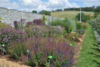 <p>Die Internationale Stauden-Union (ISU) sichtet und bewertet Stauden bezüglich ihrer Gartentauglichkeit. Für die Sichtung und Auszeichnung anlässlich…</p>