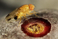 <p>2013 trat die Kirschessigfliege (Drosophila suzukii) erneut in der ganzen Schweiz auf. Die ersten Exemplare gingen in diesem Jahr fünf Wochen früher…</p>