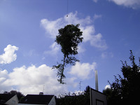 Wenn Bäume in den Himmel entschwinden <p>Ist das Seil zwischen Baum und Heli gespannt, muss der Flughelfer den Stamm durchgesägt haben. Bei solch aussergewöhnlichen, nicht ganz ungefährlichen…</p>