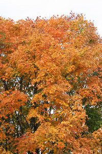 <p>Der Zucker-Ahorn stammt ursprünglich aus Nordamerika und Kanada. Sein Laubblatt findet sich auf dem Kanadischen Wappen wieder. Damit kommt die hohe…</p>