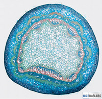 <p>Die Onlineplattform UDE BioSLiDES macht die Faszination der Mikroskopie zugänglich. Das von der Universität Duisburg-Essen realisierte Projekt…</p>