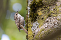 <p>Mit «Gartenvögel der Schweiz» hat die Naturschutzorganisation BirdLife einen neuen Feldführer publiziert, der die 45 häufigsten Vogelarten im…</p>