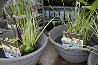<p>Es ist schon schwierig genug, den Konsumentinnen und Konsumenten im Gartencenter anwenderfreundliche Pflanzenartikel anzubieten. Das Segment der…</p>
