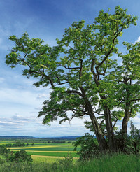 <p>Das Kuratorium der deutschen Stiftung Baum des Jahres ist sich im Klaren, dass die Robinie polarisiert. Die von ihr zum Baum des Jahres 2020 erkorene…</p>