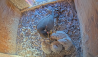 <p>Ein Nistkasten auf einem Hochkamin der Stadt Zürich ist die Heimat von Falken. Über eine Live-Kamera können Interessierte die Tiere rund um die Uhr…</p>