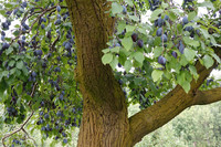 <p>Fructus, die Vereinigung zur Förderung alter Obstsorten, hat die Hauszwetschge zur diesjährigen Obstsorte des Jahres ernannt. Der Kürungsanlass wurde…</p>