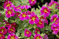 <p>Aus der schier unüberschaubaren Zahl neuer Pflanzen, die die Züchter im Rahmen der diesjährigen Flower Trials zeigten, sind hier einige besonders…</p>