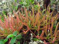 <p>Ein internationales Team von Botanikern aus Brasilien, den USA und der Botanischen Staatssammlung München hat eine neue fleischfressende Pflanze aus…</p>