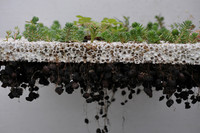 <p>Verdichtetes Bauen bedrängt den Raum für Grünflächen. Vertikale Gärten, wie sie der französische Botaniker Patrick Blanc gestaltet, sind deshalb als…</p>