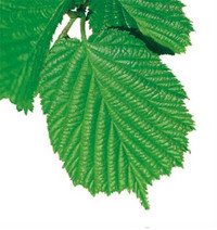 <p>In den Kantonen Basel-Stadt und Baselland werden die Mindestlöhne im Garten- und Landschaftsbau für Gärtner EFZ und Gärtner EFZ mit drei Jahren…</p>