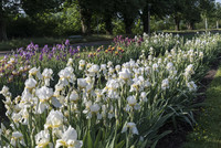 <p>Die Merian Gärten beherbergen eine Referenzsammlung historischer Iris-Sorten von weltweiter Bedeutung. «dergartenbau» hat sich erklären lassen, wie…</p>