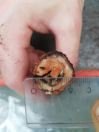 <p>Ausgehend von einem Befall in den botanischen Gärten von Schloss Trauttmansdorff in Meran (Südtirol) rekonstruierte ein Wissenschaftler mit…</p>