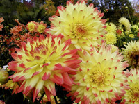 <p>Welche Dahlien stehen in der Publikumsgunst am höchsten? Diese Frage muss all jene interessieren, die Dahlienknollen einkaufen und im Fachhandel…</p>