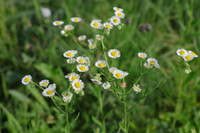 <p>Die starke Ausbreitung gebietsfremder Pflanzen und Tiere verursacht grosse wirtschaftliche, ökologische und gesundheitliche Schäden. Um diese zu…</p>