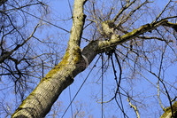 Zahlreiche Kronenanker verbinden