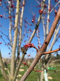<p>Bei den klassischen Frühjahrsblühern denken die meisten nicht an Ahorne – oft wird diesen sogar abgesprochen, überhaupt ansehnlich zu blühen. Zu…</p>