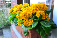 <p>Alle Jahre wieder zieht es die belgische Gartenbaubranche zur IPM nach Essen, wo sie sich im Gemeinschaftsstand von Flanderns Agrar-Marketing-Büro…</p>