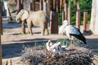 <p>Die Biodiversität im Basler Zoo ist gross, wie eine Forschungsarbeit des Instituts für Natur-, Landschafts- und Umweltschutz der Universität Basel…</p>